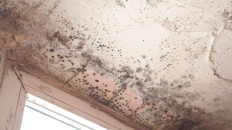 Mold Remediation Experts